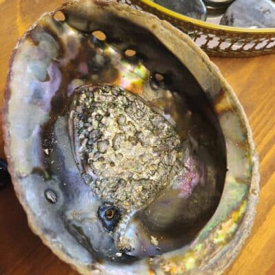 Coquille ormeau brute