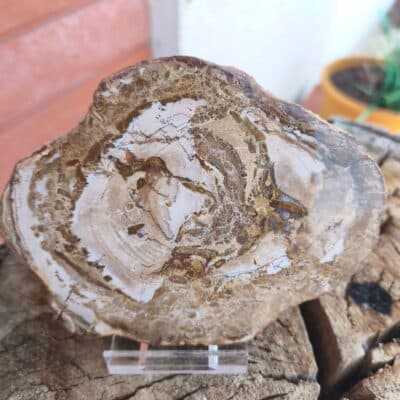 Tranche Bois fossile 350 grs