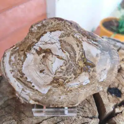 Tranche Bois fossile 350 grs