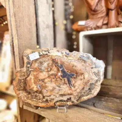 Tranche Bois fossile 819 grammes